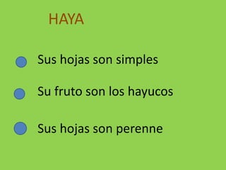 Sus hojas son simples
Su fruto son los hayucos
Sus hojas son perenne
HAYA