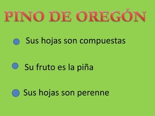 Sus hojas son compuestas
Su fruto es la piña
Sus hojas son perenne