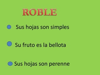 Sus hojas son simples
Su fruto es la bellota
Sus hojas son perenne