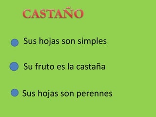 Sus hojas son simples
Su fruto es la castaña
Sus hojas son perennes