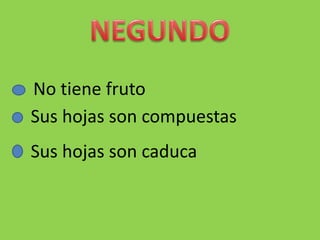 No tiene fruto
Sus hojas son compuestas
Sus hojas son caduca