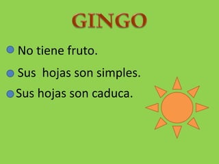 No tiene fruto.
Sus hojas son simples.
Sus hojas son caduca.