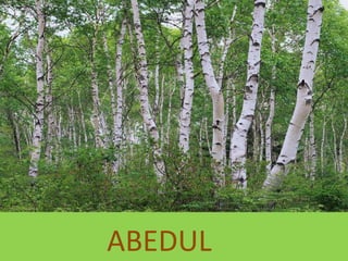 ABEDUL