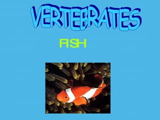 FISH VERTEBRATES 