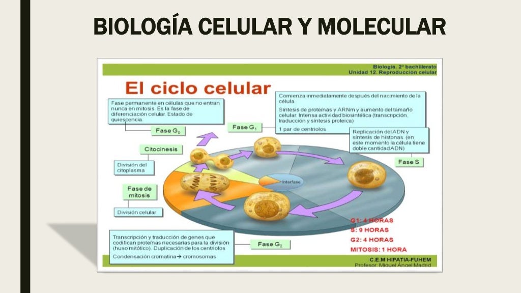 BIOLOGÍA CELULAR Y MOLECULAR