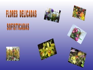 FLORES  DELICADAS SOFISTICADAS 