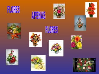 FLORES APENAS  FLORES 