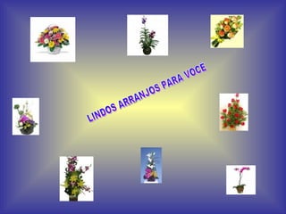 LINDOS ARRANJOS PARA VOCÊ 