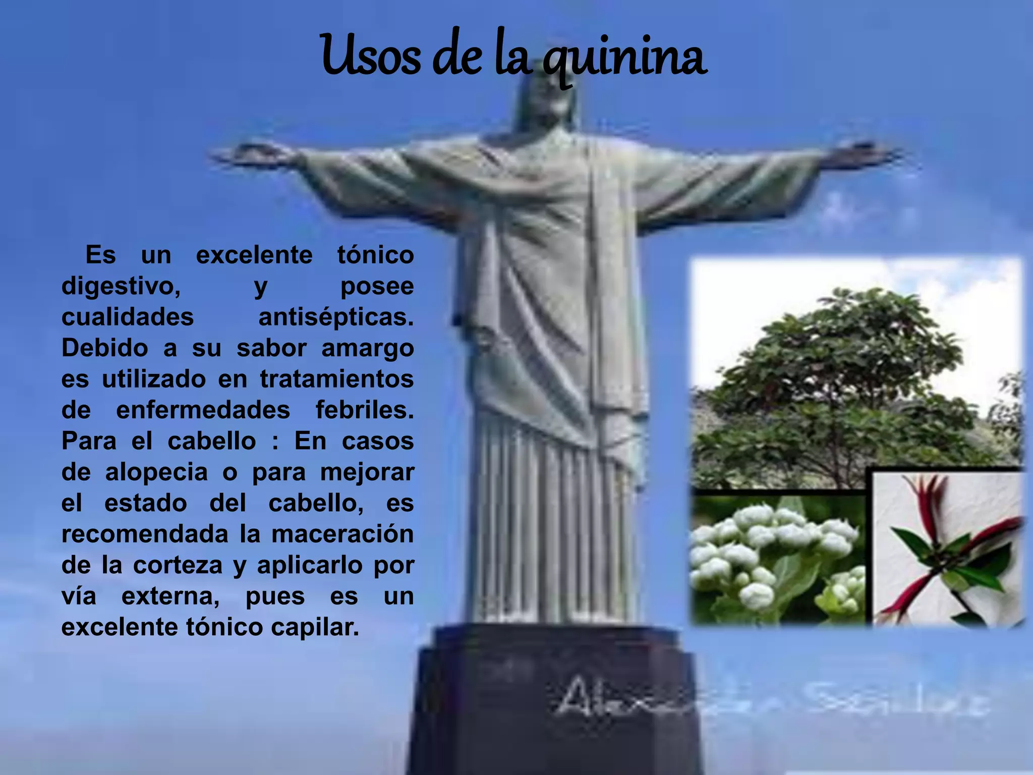 Usos de la quinina
Es un excelente tónico
digestivo, y posee
cualidades antisépticas.
Debido a su sabor amargo
es utilizado en tratamientos
de enfermedades febriles.
Para el cabello : En casos
de alopecia o para mejorar
el estado del cabello, es
recomendada la maceración
de la corteza y aplicarlo por
vía externa, pues es un
excelente tónico capilar.
 