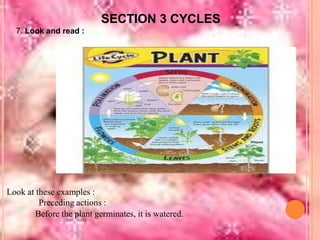 SECTION 3 CYCLES
7. Look and read :

Look at these examples :
Preceding actions :
Before the plant germinates, it is watered.

 