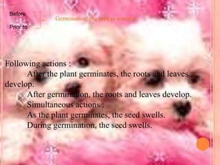 Before

Germination, the seed is watered

Prior to

Following actions :
After the plant germinates, the roots and leaves
develop.
After germination, the roots and leaves develop.
Simultaneous actions :
As the plant germinates, the seed swells.
During germination, the seed swells.

 