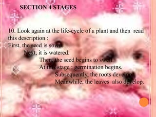 SECTION 4 STAGES

10. Look again at the life-cycle of a plant and then read
this description :
First, the seed is sown.
Next, it is watered.
Then, the seed begins to swell.
At this stage ; germination begins.
Subsequently, the roots develop.
Meanwhile, the leaves also develop.

 
