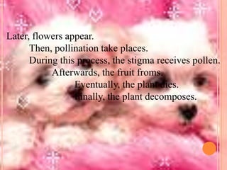 Later, flowers appear.
Then, pollination take places.
During this process, the stigma receives pollen.
Afterwards, the fruit froms.
Eventually, the plant dies.
Finally, the plant decomposes.

 
