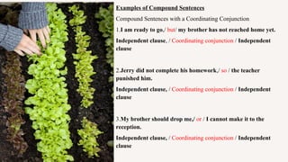 Examples of Compound Sentences
Compound Sentences with a Coordinating Conjunction
1.I am ready to go,/ but/ my brother has not reached home yet.
Independent clause, / Coordinating conjunction / Independent
clause
2.Jerry did not complete his homework,/ so / the teacher
punished him.
Independent clause, / Coordinating conjunction / Independent
clause
3.My brother should drop me,/ or / I cannot make it to the
reception.
Independent clause, / Coordinating conjunction / Independent
clause
 