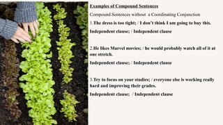 Examples of Compound Sentences
Compound Sentences without a Coordinating Conjunction
1.The dress is too tight; / I don’t think I am going to buy this.
Independent clause; / Independent clause
2.He likes Marvel movies; / he would probably watch all of it at
one stretch.
Independent clause; / Independent clause
3.Try to focus on your studies; / everyone else is working really
hard and improving their grades.
Independent clause; / Independent clause
 