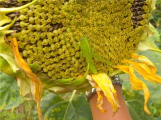 Nuestro último día en el Huerto
