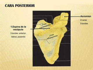 CARA POSTERIOR
Acromion
2 caras
2 bordes

1.Espina de la
escápula
3 bordes: anterior,
lateral, posterior.

 