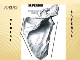 SUPERIOR
Escotadura de la
escápula

M
E
D
I
A
L

M. omohioideo

L
A
T
E
R
A
L

 