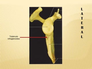 Tubérculo
infraglenoideo

L
A
T
E
R
A
L

 