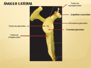 ÁNGULO LATERAL

Tubérculo
supraglenoideo

2.Apófisis coracoides

Escotadura glenoidea
Tubérculo glenoideo
1.Cavidad glenoidea
Tubérculo
infraglenoideo

 