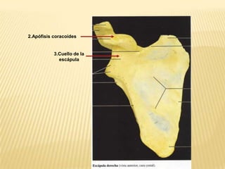 2.Apófisis coracoides

3.Cuello de la
escápula

 
