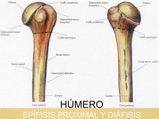 HÚMERO
EPÍFISIS PROXIMAL Y DIÁFISIS

 