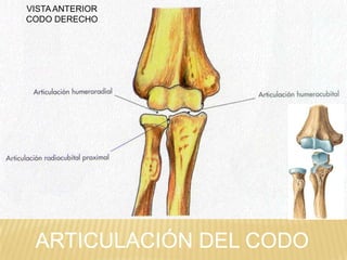 VISTA ANTERIOR
CODO DERECHO

ARTICULACIÓN DEL CODO

 