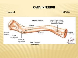 CARA INFERIOR
Medial

Lateral

Impresión del lig.
costoclavicular

Línea
trapezoidea
Tubérculo
conoideo

Surco del m.
subclavio

 