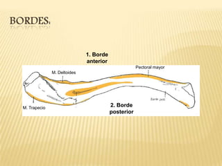 1. Borde
anterior
Pectoral mayor
M. Deltoides

M. Trapecio

2. Borde
posterior

 