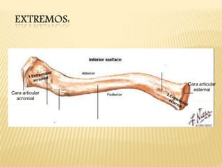 Cara articular
acromial

Cara articular
esternal

 