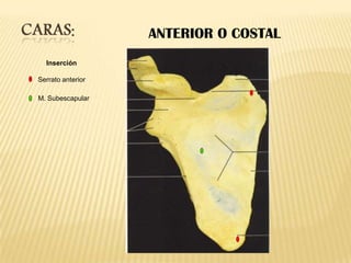 ANTERIOR O COSTAL
Inserción
Serrato anterior
M. Subescapular

 