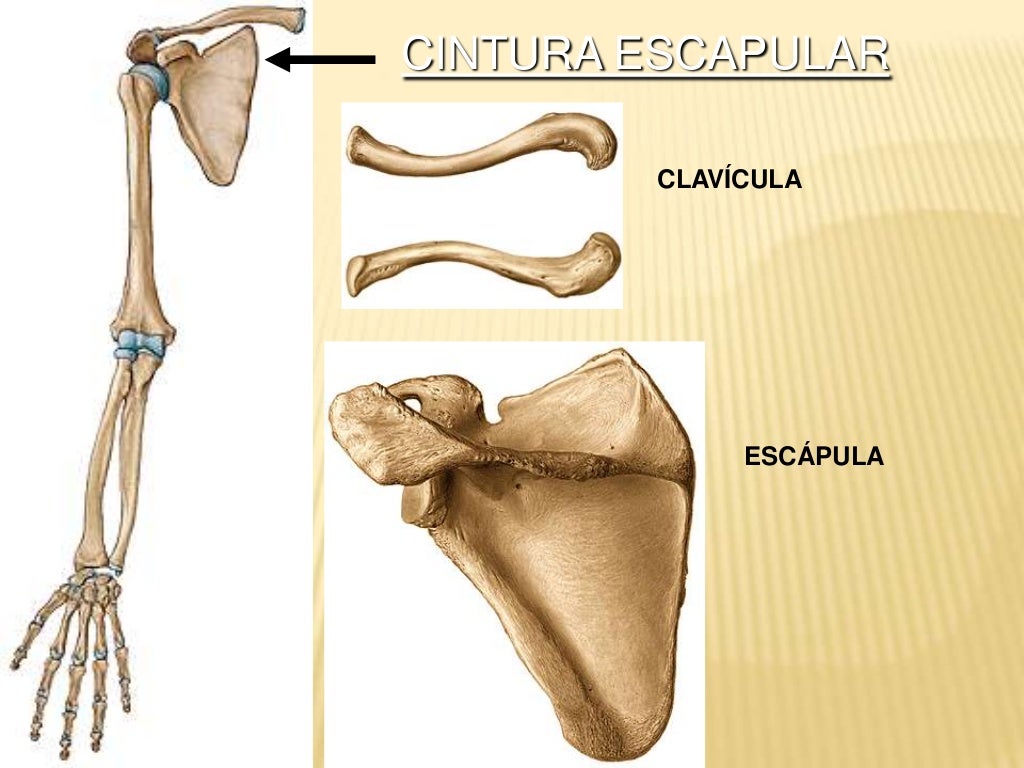 Clavícula, escápula y húmero