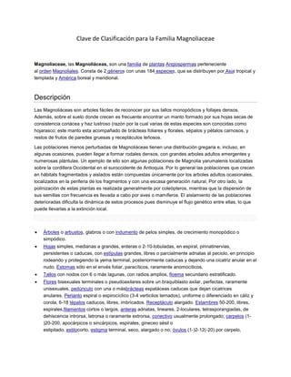 Clave de Clasificación para la Familia Magnoliaceae
Magnoliaceae, las Magnoliáceas, son una familia de plantas Angiospermas perteneciente
al orden Magnoliales. Consta de 2 géneros con unas 184 especies, que se distribuyen por Asia tropical y
templada y América boreal y meridional.
Descripción
Las Magnoliáceas son arboles fáciles de reconocer por sus tallos monopódicos y follajes densos.
Además, sobre el suelo donde crecen es frecuente encontrar un manto formado por sus hojas secas de
consistencia coriácea y haz lustroso (razón por la cual varias de estas especies son conocidas como
hojarasco; este manto esta acompañado de brácteas foliares y florales, sépalos y pétalos carnosos, y
restos de frutos de paredes gruesas y receptáculos leñosos.
Las poblaciones menos perturbadas de Magnoliáceas tienen una distribución gregaria e, incluso, en
algunas ocasiones, pueden llegar a formar rodales densos, con grandes arboles adultos emergentes y
numerosas plántulas. Un ejemplo de ello son algunas poblaciones de Magnolia yarumalenis localizadas
sobre la cordillera Occidental en el suroccidente de Antioquia. Por lo general las poblaciones que crecen
en hábitats fragmentados y aislados están compuestas únicamente por los arboles adultos ocasionales,
localizados en la periferia de los fragmentos y con una escasa generación natural, Por otro lado, la
polinización de estas plantas es realizada generalmente por coleópteros, mientras que la dispersión de
sus semillas con frecuencia es llevada a cabo por aves o mamíferos. El aislamiento de las poblaciones
deterioradas dificulta la dinámica de estos procesos pues disminuye el flujo genético entre ellas, lo que
puede llevarlas a la extinción local.
• Árboles o arbustos, glabros o con indumento de pelos simples, de crecimiento monopódico o
simpódico.
• Hojas simples, medianas a grandes, enteras o 2-10-lobuladas, en espiral, pinnatinervias,
persistentes o caducas, con estípulas grandes, libres o parcialmente adnatas al peciolo, en principio
rodeando y protegiendo la yema terminal, posteriormente caducas y dejando una cicatriz anular en el
nudo. Estomas sólo en el envés foliar, paracíticos, raramente anomocíticos.
• Tallos con nodos con 6 o más lagunas, con radios amplios, floema secundario estratificado.
• Flores bisexuales terminales o pseudoaxilares sobre un braquiblasto axilar, perfectas, raramente
unisexuales, pedúnculo con una o másbrácteas espatáceas caducas que dejan cicatrices
anulares. Perianto espiral o espirocíclico (3-4 verticilos ternados), uniforme o diferenciado en cáliz y
corola, 6-18 tépalos caducos, libres, imbricados. Receptáculo alargado. Estambres 50-200, libres,
espirales,filamentos cortos o largos, anteras adnatas, lineares, 2-loculares, tetrasporangiadas, de
dehiscencia introrsa, latrorsa o raramente extrorsa, conectivo usualmente prolongado; carpelos (1-
)20-200, apocárpicos o sincárpicos, espirales, gineceo sésil o
estipitado, estilocorto, estigma terminal, seco, alargado o no; óvulos (1-)2-12(-20) por carpelo,
 