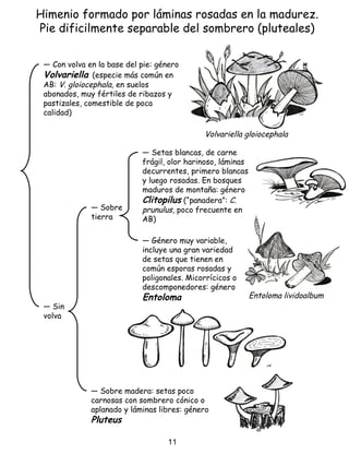 Himenio formado por láminas rosadas en la madurez.
Pie dificilmente separable del sombrero (pluteales)
― Con volva en la base del pie: género
Volvariella (especie más común en
AB: V. gloiocephala, en suelos
abonados, muy fértiles de ribazos y
pastizales, comestible de poca
calidad)
― Sin
volva
― Sobre
tierra
― Setas blancas, de carne
frágil, olor harinoso, láminas
decurrentes, primero blancas
y luego rosadas. En bosques
maduros de montaña: género
Clitopilus (“panadera”: C.
prunulus, poco frecuente en
AB)
― Género muy variable,
incluye una gran variedad
de setas que tienen en
común esporas rosadas y
poligonales. Micorrícicos o
descomponedores: género
Entoloma
― Sobre madera: setas poco
carnosas con sombrero cónico o
aplanado y láminas libres: género
Pluteus
Entoloma lividoalbum
Volvariella gloiocephala
11
 