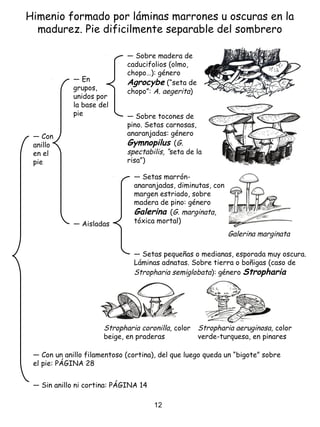 Himenio formado por láminas marrones u oscuras en la
madurez. Pie dificilmente separable del sombrero
― Sin anillo ni cortina: PÁGINA 14
― Con
anillo
en el
pie
― Con un anillo filamentoso (cortina), del que luego queda un “bigote” sobre
el pie: PÁGINA 28
― En
grupos,
unidos por
la base del
pie
― Setas marrón-
anaranjadas, diminutas, con
margen estriado, sobre
madera de pino: género
Galerina (G. marginata,
tóxica mortal)
― Setas pequeñas o medianas, esporada muy oscura.
Láminas adnatas. Sobre tierra o boñigas (caso de
Stropharia semiglobata): género Stropharia
― Aisladas
― Sobre madera de
caducifolios (olmo,
chopo…): género
Agrocybe (“seta de
chopo”: A. aegerita)
― Sobre tocones de
pino. Setas carnosas,
anaranjadas: género
Gymnopilus (G.
spectabilis, “seta de la
risa”)
Stropharia coronilla, color
beige, en praderas
Galerina marginata
Stropharia aeruginosa, color
verde-turquesa, en pinares
12
 