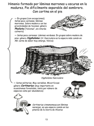 Himenio formado por láminas marrones u oscuras en la
madurez. Pie dificilmente separable del sombrero.
Con cortina en el pie
― Setas poco carnosas. Láminas verdosas. En grupos sobre madera de
pino: género Hypholoma (H. fasciculare es la especie más común en
AB: carne de sabor muy amargo, tóxica)
― En grupos (con excepciones).
Setas poco carnosas, láminas
marrones. Sobre madera o en las
proximidades de tocones: género
Pholiota (“foliotas”, sin interés
culinario)
― Setas solitarias. Muy variables. Micorrícicas:
género Cortinarius (muy importante en
ecosistemas forestales, tanto por número de
especies como por abundancia)
Cortinarius cinnamomeus,con láminas
naranjas, es una especie común en los
pinares de la Sierra de Alcaraz
Hypholoma fasciculare
13
 