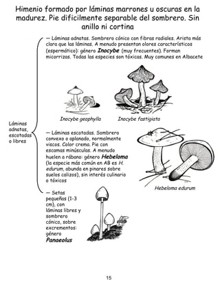 Himenio formado por láminas marrones u oscuras en la
madurez. Pie dificilmente separable del sombrero. Sin
anillo ni cortina
Láminas
adnatas,
escotadas
o libres
― Láminas adnatas. Sombrero cónico con fibras radiales. Arista más
clara que las láminas. A menudo presentan olores característicos
(espermático): género Inocybe (muy frecuentes). Forman
micorrizas. Todas las especies son tóxicas. Muy comunes en Albacete
― Láminas escotadas. Sombrero
convexo o aplanado, normalmente
viscos. Color crema. Pie con
escamas minúsculas. A menudo
huelen a rábano: género Hebeloma
(la especie más común en AB es H.
edurum, abunda en pinares sobre
suelos calizos), sin interés culinario
o tóxicos
― Setas
pequeñas (1-3
cm), con
láminas libres y
sombrero
cónico, sobre
excrementos:
género
Panaeolus
Inocybe geophylla Inocybe fastigiata
Hebeloma edurum
15
 