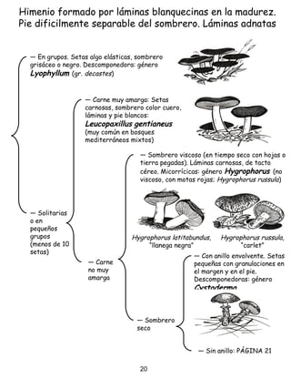 Himenio formado por láminas blanquecinas en la madurez.
Pie dificilmente separable del sombrero. Láminas adnatas
― En grupos. Setas algo elásticas, sombrero
grisáceo o negro. Descomponedora: género
Lyophyllum (gr. decastes)
― Sombrero viscoso (en tiempo seco con hojas o
tierra pegadas). Láminas carnosas, de tacto
céreo. Micorrícicas: género Hygrophorus (no
viscoso, con motas rojas; Hygrophorus russula)
― Solitarias
o en
pequeños
grupos
(menos de 10
setas)
― Carne muy amarga: Setas
carnosas, sombrero color cuero,
láminas y pie blancos:
Leucopaxillus gentianeus
(muy común en bosques
mediterráneos mixtos)
― Carne
no muy
amarga
― Sombrero
seco
― Con anillo envolvente. Setas
pequeñas con granulaciones en
el margen y en el pie.
Descomponedoras: género
Cystoderma
― Sin anillo: PÁGINA 21
Hygrophorus latitabundus,
“llanega negra”
Hygrophorus russula,
“carlet”
20
 
