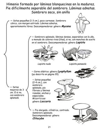 Himenio formado por láminas blanquecinas en la madurez.
Pie dificilmente separable del sombrero. Láminas adnatas.
Sombrero seco, sin anillo
― Sombrero aplanado, láminas densas, separables con la uña,
a menudo de colores vivos (lilas), si no, con manchas de aceite
en el sombrero. Descomponedoras: género Lepista
― Setas
mayores de 3
cm. O si no,
con sombrero
aplanado
― Pie alargado, cilíndrico, centrado.
Sombrero aplanado.
Descomponedoras: género
Clitocybe
― Setas pequeñas (1-3 cm.), poco carnosas. Sombrero
cónico, con margen estriado. Láminas adnatas,
aparentemente libres. Descomponedoras: género Mycena
― Carne elástica: género Lyophyllum
(ya descrita en página 20)
― Setas pequeñas
(2-4 cm.), con
sombrero
aplanado, pie
fibroso y láminas
rosadas, anchas y
espaciadas.
Micorrícicas:
género Laccaria
Lepista nuda Lepista panaeola
21
 