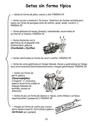 Setas sin forma típica
― Hongos en forma de costra que crecen
sobre madera muerta: Corticiáceos (género
Corticium por ejemplo)
― Setas globosas (al menos jóvenes), redondeadas, encerrando en
su interior el himenio: PÁGINA 26
― Setas en forma de plato, cuenco u olla: PÁGINA 24
― Setas con pie y sombrero. Pie hueco. Sombrero de formas variadas pero
nunca con forma de paraguas (silla de montar, panal, dedal, cerebro…):
PÁGINA 25
― Setas ramificadas en forma de coral o coliflor: PÁGINA 28
― Setas de carne gelatinosa en tiempo húmedo. Secas y quebradizas en tiempo
seco (reviviscentes) (heterobasidiomicetes u hongos gelatinosos): PÁGINA 29
― Setas sin pie, en forma de abanico o repisa, carne leñosa o coriácea,
imputrescibles (“yesqueros”): PÁGINA 30
― Setas con forma de
porra: género
Clavariadelphus
(“chupete”: C. truncatus,
especie micorrícica otoñal en
bosques húmedos de
montaña, escaso en
Albacete)
― Setas diminutas con la
apariencia de un pequeño nido
(nidulariales): géneros
Crucibulum y Cyathus
23
 