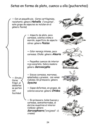 Setas en forma de plato, cuenco u olla (pucheretes)
― Con un pequeño pie. Carne cartilaginosa,
resistente: género Helvella (“orejetas”,
este grupo de especies se incluían en el
género Paxina)
― Sin pie.
Carne
frágil, al
doblarlos
se parten
con
facilidad
― Aspecto de plato, poco
carnosos, colores crema o
marrón, superficie de aspecto
céreo: género Peziza
― Color naranja intenso, poco
carnosas. Otoño: género Aleuria
― Pequeños cuencos de interior
rojo escarlata. Sobre madera:
género Sarcoscypha
― Discos carnosos, marrones,
aplastados y gruesos, con venas
radiales. En primavera: género
Dyscina
― Copas deformes, en grupos, de
colores oscuros: género Otidea
― En primavera, bolas huecas y
carnosas, semienterradas, al
abrirse muestran el interior
violáceo: género
Sarcosphaera (“orejones”: S.
crassa)
24
 