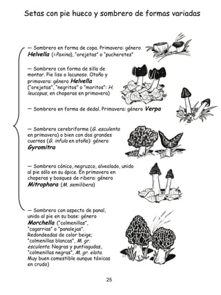 Setas con pie hueco y sombrero de formas variadas
― Sombrero en forma de copa. Primavera: género
Helvella (=Paxina), “orejetas” o “pucheretes”
― Sombrero con aspecto de panal,
unido al pie en su base: género
Morchella (“colmenillas”,
“cagarrias” o “panalejas”.
Redondeadas de color beige;
“colmenillas blancas”, M. gr.
esculenta. Negras y puntiagudas,
“colmenillas negras”, M. gr. elata.
Muy buen comestible aunque tóxicas
en crudo)
― Sombrero cerebriforme (G. esculenta
en primavera) o bien con dos grandes
cuernos (G. infula en otoño): género
Gyromitra
― Sombrero en forma de dedal. Primavera: género Verpa
― Sombrero con forma de silla de
montar. Pie liso o lacunoso. Otoño y
primavera: género Helvella
(“orejetas”, “negritos” o “moritos”: H.
leucopus, en choperas en primavera)
― Sombrero cónico, negruzco, alveolado, unido
al pie sólo en su ápice. En primavera en
choperas y bosques de ribera: género
Mitrophora (M. semilibera)
25
 