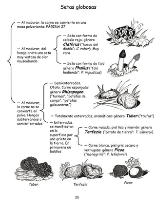 Setas globosas
― Totalmente enterradas, aromáticas: género Tuber (“trufas”)
― Al madurar, la carne se convierte en una
masa polvorienta: PÁGINA 27
― Al madurar,
la carne no se
convierte en
polvo. Hongos
subterráneos o
semienterrados
― Semienterrados.
Otoño. Carne esponjosa:
género Rhizopogon
(“turmas”, “patatas de
campo”, “patatas
guíscaneras”)
― Seta con forma de
celosía roja: género
Clathrus (“huevo del
diablo”: C. ruber). Muy
rara
― Enterradas,
se manifiestan
en la
superficie por
una grieta en
la tierra. En
primavera en
baldíos
― Al madurar, del
hongo brota una seta
muy vistosa de olor
nauseabundo
― Carne rosada, piel lisa y marrón: género
Terfezia (“patata de tierra”: T. claveryi)
― Carne blanca, piel gris oscura y
verrugosa: género Picoa
(“monegrillo”: P. lefebvrei)
― Seta con forma de falo:
género Phallus (“falo
hediondo”: P. impudicus)
Tuber Terfezia Picoa
26
 