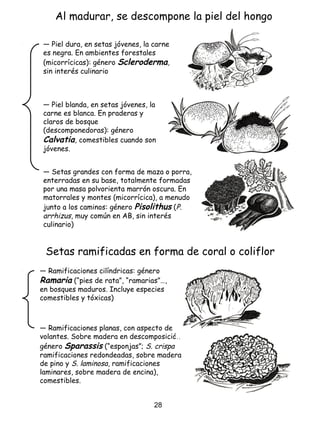 Al madurar, se descompone la piel del hongo
― Setas grandes con forma de maza o porra,
enterradas en su base, totalmente formadas
por una masa polvorienta marrón oscura. En
matorrales y montes (micorrícica), a menudo
junto a los caminos: género Pisolithus (P.
arrhizus, muy común en AB, sin interés
culinario)
― Piel dura, en setas jóvenes, la carne
es negra. En ambientes forestales
(micorrícicas): género Scleroderma,
sin interés culinario
― Piel blanda, en setas jóvenes, la
carne es blanca. En praderas y
claros de bosque
(descomponedoras): género
Calvatia, comestibles cuando son
jóvenes.
― Ramificaciones cilíndricas: género
Ramaria (“pies de rata”, “ramarias”…,
en bosques maduros. Incluye especies
comestibles y tóxicas)
― Ramificaciones planas, con aspecto de
volantes. Sobre madera en descomposición:
género Sparassis (“esponjas”; S. crispa
ramificaciones redondeadas, sobre madera
de pino y S. laminosa, ramificaciones
laminares, sobre madera de encina),
comestibles.
Setas ramificadas en forma de coral o coliflor
28
 