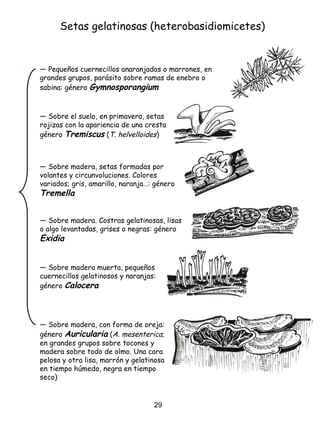 Setas gelatinosas (heterobasidiomicetes)
― Pequeños cuernecillos anaranjados o marrones, en
grandes grupos, parásito sobre ramas de enebro o
sabina: género Gymnosporangium
― Sobre madera. Costras gelatinosas, lisas
o algo levantadas, gr¡ses o negras: género
Exidia
― Sobre madera, setas formadas por
volantes y circunvoluciones. Colores
variados; gris, amarillo, naranja…: género
Tremella
― Sobre el suelo, en primavera, setas
rojizas con la apariencia de una cresta:
género Tremiscus (T. helvelloides)
― Sobre madera, con forma de oreja:
género Auricularia (A. mesenterica;
en grandes grupos sobre tocones y
madera sobre todo de olmo. Una cara
pelosa y otra lisa, marrón y gelatinosa
en tiempo húmedo, negra en tiempo
seco)
― Sobre madera muerta, pequeños
cuernecillos gelatinosos y naranjas:
género Calocera
29
 