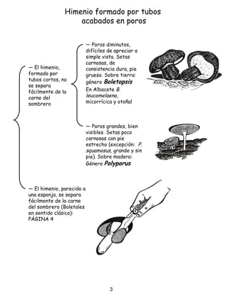 Himenio formado por tubos
acabados en poros
― El himenio,
formado por
tubos cortos, no
se separa
fácilmente de la
carne del
sombrero
― El himenio, parecido a
una esponja, se separa
fácilmente de la carne
del sombrero (Boletales
en sentido clásico):
PÁGINA 4
― Poros diminutos,
difíciles de apreciar a
simple vista. Setas
carnosas, de
consistencia dura, pie
grueso. Sobre tierra:
género Boletopsis
En Albacete B.
leucomelaena,
micorrícica y otoñal
― Poros grandes, bien
visibles. Setas poco
carnosas con pie
estrecho (excepción: P.
squamosus, grande y sin
pie). Sobre madera:
Género Polyporus
3
 