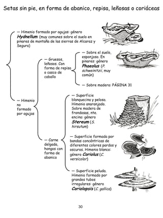 Setas sin pie, en forma de abanico, repisa, leñosas o coriáceas
― Himenio formado por agujas: género
Hydnellum (muy comunes sobre el suelo en
pinares de montaña de las sierras de Alcaraz y
Segura)
― Carne
delgada,
hongos con
forma de
abanico
― Superficie
blanquecina y pelosa.
Himenio anaranjado.
Sobre madera de
frondosas, nte.
encina: género
Stereum (S.
hirsutum)
― Gruesos,
leñosos. Con
forma de repisa
o casco de
caballo
― Himenio
no
formado
por agujas
― Sobre el suelo,
esponjoso. En
pinares: género
Phaeolus (P.
schweinitzii, muy
común)
― Sobre madera: PÁGINA 31
― Superficie formada por
bandas concéntricas de
diferentes colores pardos y
oscuros. Himenio blanco:
género Coriolus (C.
versicolor)
― Superficie peluda.
Himenio formado por
grandes tubos
irregulares: género
Coriolopsis (C. gallica)
30
 