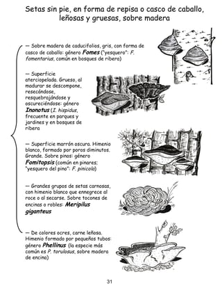 Setas sin pie, en forma de repisa o casco de caballo,
leñosas y gruesas, sobre madera
― Sobre madera de caducifolios, gris, con forma de
casco de caballo: género Fomes (“yesquero”: F.
fomentarius, común en bosques de ribera)
― Superficie marrón oscura. Himenio
blanco, formado por poros diminutos.
Grande. Sobre pinos: género
Fomitopsis (común en pinares;
“yesquero del pino”: F. pinicola)
― Superficie
aterciopelada. Grueso, al
madurar se descompone,
resecándose,
resquebrajándose y
oscureciéndose: género
Inonotus (I. hispidus,
frecuente en parques y
jardines y en bosques de
ribera
― De colores ocres, carne leñosa.
Himenio formado por pequeños tubos:
género Phellinus (la especie más
común es P. torulosus, sobre madera
de encina)
― Grandes grupos de setas carnosas,
con himenio blanco que ennegrece al
roce o al secarse. Sobre tocones de
encinas o robles: Meripilus
giganteus
31
 