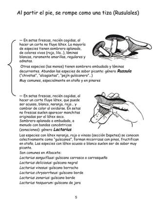 Al partir el pie, se rompe como una tiza (Rusulales)
― En setas frescas, recién cogidas, al
hacer un corte no fluye látex. La mayoría
de especies tienen sombrero aplanado,
de colores vivos (rojo, lila…), láminas
blancas, raramente amarillas, regulares y
adnatas.
― En setas frescas, recién cogidas, al
hacer un corte fluye látex, que puede
ser acuoso, blanco, naranja, rojo… y
cambiar de color al oxidarse. En setas
no frescas suelen aparecer manchitas
originadas por el látex seco.
Sombrero aplanado o embudado, a
menudo con bandas concéntricas
(zonaciones): género Lactarius
Otras especies (las menos) tienen sombrero embudado y láminas
decurrentes. Abundan las especies de sabor picante: género Russula
(“chivatas”, “alcagüetas”, “pejín guíscanero”…)
Muy comunes, especialmente en otoño y en pinares
Las especies con látex naranja, rojo o vinoso (sección Dapetes) se conocen
colectivamente como “guíscanos”, forman micorrizas con pinos, fructifican
en otoño. Las especies con látex acuoso o blanco suelen ser de sabor muy
picante.
Son comunes en Albacete:
Lactarius sanguifluus: guíscano carrasco o carrasqueño
Lactarius deliciosus: guíscano negral
Lactarius vinosus: guíscano borracho
Lactarius chrysorrheus: guíscano borde
Lactarius zonarius: guíscano borde
Lactarius tesquorum: guíscano de jara
5
 
