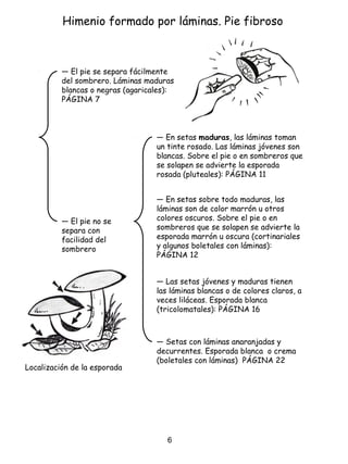 Himenio formado por láminas. Pie fibroso
6
― El pie se separa fácilmente
del sombrero. Láminas maduras
blancas o negras (agaricales):
PÁGINA 7
― El pie no se
separa con
facilidad del
sombrero
― En setas maduras, las láminas toman
un tinte rosado. Las láminas jóvenes son
blancas. Sobre el pie o en sombreros que
se solapen se advierte la esporada
rosada (pluteales): PÁGINA 11
― En setas sobre todo maduras, las
láminas son de color marrón u otros
colores oscuros. Sobre el pie o en
sombreros que se solapen se advierte la
esporada marrón u oscura (cortinariales
y algunos boletales con láminas):
PÁGINA 12
― Las setas jóvenes y maduras tienen
las láminas blancas o de colores claros, a
veces liláceas. Esporada blanca
(tricolomatales): PÁGINA 16
Localización de la esporada
― Setas con láminas anaranjadas y
decurrentes. Esporada blanca o crema
(boletales con láminas) PÁGINA 22
 
